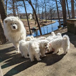 Samoyed Puppies from The Office Pups