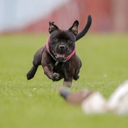 Staffordshire Bull Terrier All Grown Up from Freystaff Staffordshire Bull Terriers