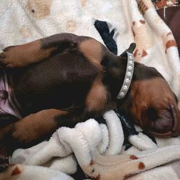 Male 787 - Red and rust male Doberman Pinscher puppy in Harmony, North Carolina from Havenhaus Dobermans