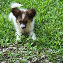 LAVENDER - Red white and sable female Papillon puppy in Hollister, Missouri from Swan Creek Kennel