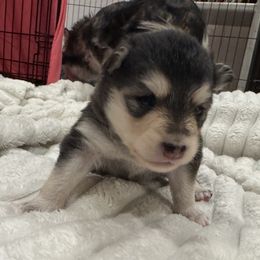 Chocolate - Chocolate female Pomsky puppy in Grandview, Washington from Alyssa’s pomsky’s