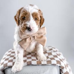 Patch - Parti male Goldendoodle puppy in Jamestown, Kentucky from Milk & Honey Doodles