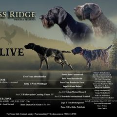 German Wirehaired Pointer puppies from Cypress Ridge GWP