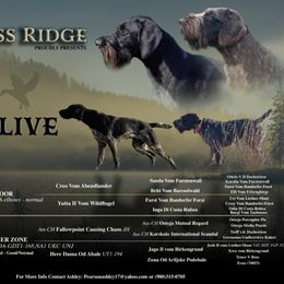 German Wirehaired Pointer puppies from Cypress Ridge GWP