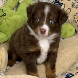 Boy 1 - Red tri male Miniature Australian Shepherd puppy in Chandler, Oklahoma from Parsons Place Aussies