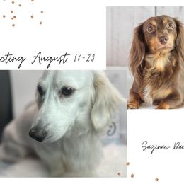 Dachshund puppies from Saginaw Dachshunds