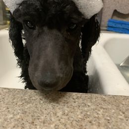 Poodle Puppies from 5-Star Poodles