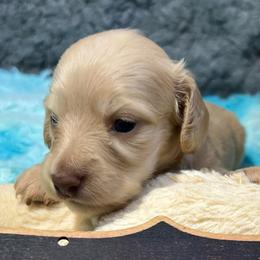 Autumn - Cream female Dachshund puppy in Bigfork, Minnesota from Dachshunds Up North