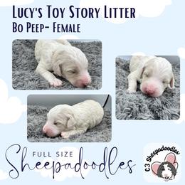 No Peep - Fawn and white female Sheepadoodle puppy in Blairstown, New Jersey from C3 Sheepadoodles