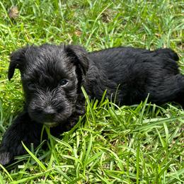 Cash - Black male Miniature Schnauzer puppy in Summerfield, Florida from M & M Schnauzers