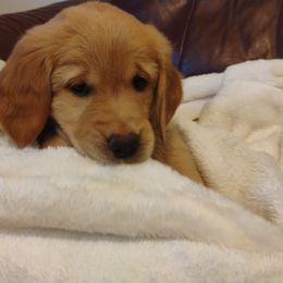 Girl 1 - Kiwi - Dark golden female Golden Retriever puppy in North Logan, Utah from Twin Canyon Retrievers