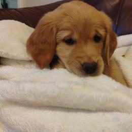 Girl 1 - Kiwi - Dark golden female Golden Retriever puppy in North Logan, Utah from Twin Canyon Retrievers