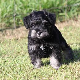 Beautiful girl with a heart of Gold - Black and silver female Miniature Schnauzer puppy in Greensburg, Louisiana from Brock’s  Miniature Schnauzers of Louisiana
