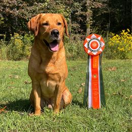 Woodie - Labrador Retriever