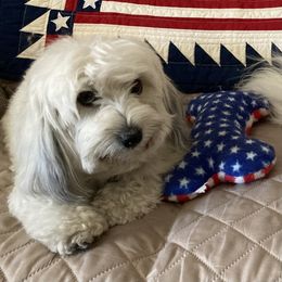 Mitzi - Coton de Tulear