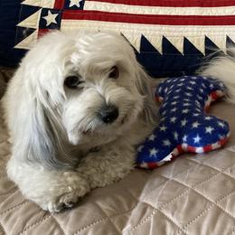 Mitzi - Coton de Tulear