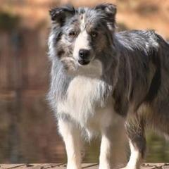 Bordoodles from Royal Redwood Kennels