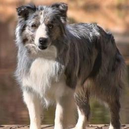 Bordoodles from Royal Redwood Kennels