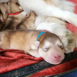 Bumper - Red and white male Alaskan Malamute puppy in Grayson County, Virginia from River Bend Malamutes