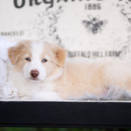 Elara - Gold female Border Collie puppy in Conway, Missouri from 2J 2K Border Collies | Maremma Sheepdogs