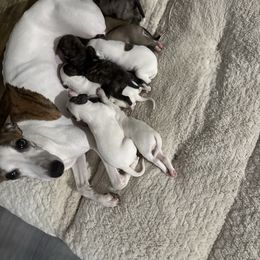 Whippet puppies from Ahava Kennels