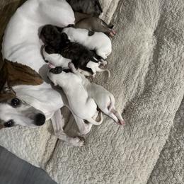 Whippet puppies from Ahava Kennels