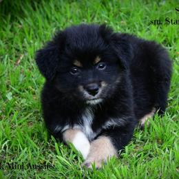 Sammy - Black tri-color male Australian Shepherd puppy in Ranger, Texas from Outback Mini Aussies