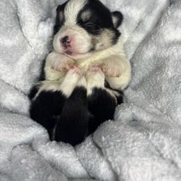 Nala - Black and tan female Pembroke Welsh Corgi puppy in Washington from KB Corgis