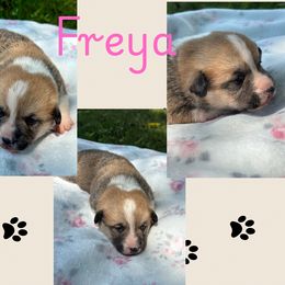 Freya - White and red female Pembroke Welsh Corgi puppy in Boones Mill, Virginia from Cahas Corgis of Virginia