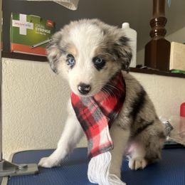 Boy 1 - Toy Australian Shepherd puppy from For the Love of Aussie
