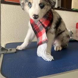 Boy 1 - Toy Australian Shepherd puppy from For the Love of Aussie