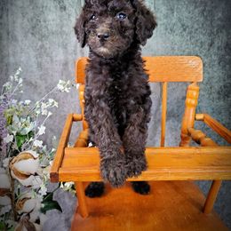 Dilute Retriever and Labradoodle Puppies from Von Bussler Labradoodles & Retrievers