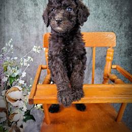 Dilute Retriever and Labradoodle Puppies from Von Bussler Labradoodles & Retrievers