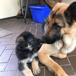 German Shepherd Puppies from Starlings German Shepherd