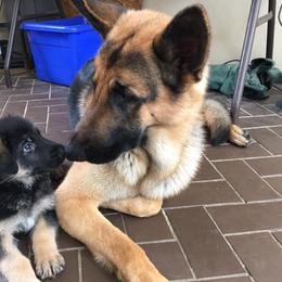 German Shepherd Puppies from Starlings German Shepherd