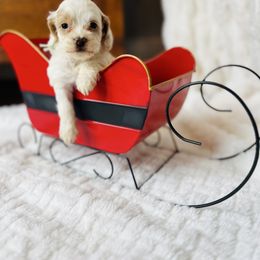 Dottie - Brown and white female Cockapoo puppy in Alexandria, Alabama from Bright and Beautiful Cockapoos and Doodles
