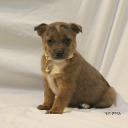 Celine Dion - Blue female Australian Cattle Dog puppy in Willamina, Oregon from Cherished Chihuahuas