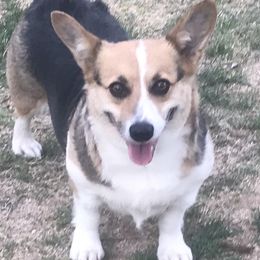 Macey - Pembroke Welsh Corgi