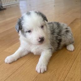 Birch - Blue merle male Australian Shepherd puppy in Ellensburg, Washington from Creekside Aussies