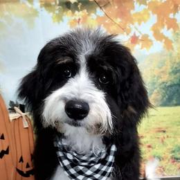 Bernedoodles from Cathy's Bernedoodles