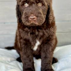 Boy 2 - Brown Bernedoodle puppy in Zephyrhills, Florida from Doodles of Tampa Bay