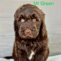 Boy 2 - Brown Bernedoodle puppy in Zephyrhills, Florida from Doodles of Tampa Bay