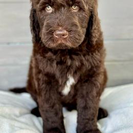 Boy 2 - Brown Bernedoodle puppy in Zephyrhills, Florida from Doodles of Tampa Bay