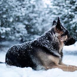 German Shepherds from Rennwood German Shepherds