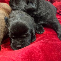 Black Male 1 - Black male Labrador Retriever puppy in Beaverdam, Virginia from Gold Heart Labradors