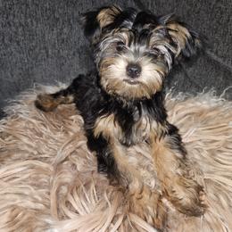 Teddy - Black and gold male Yorkshire Terrier puppy in Dunwoody, Georgia from PB Legacy Yorkies