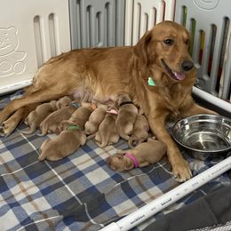 Golden Retriever Puppies from Sydney’s Goldens