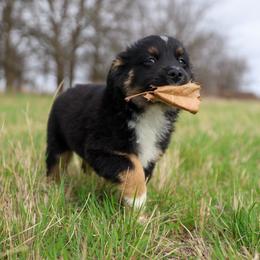 Ryder - male Miniature Australian Shepherd puppy in Godley, Texas from Flying H Toy and Mini Aussies