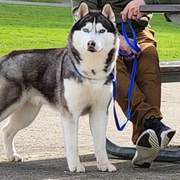 Rage - Siberian Husky