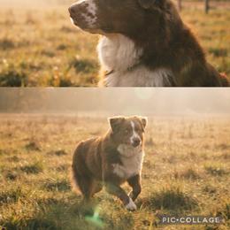 Denver - Miniature Australian Shepherd